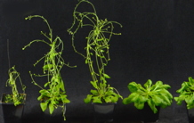 A prion-related protein senses warm temperature in plants
