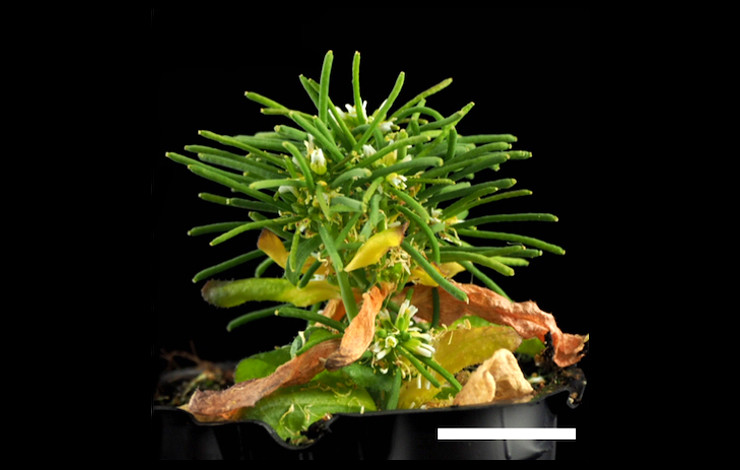 Éditer les histones pour explorer la régulation épigénétique du développement des plantes
