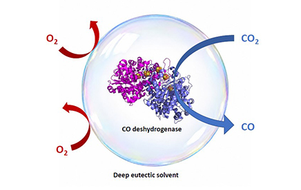 Ancient Enzymes for Chemistry of Tomorrow