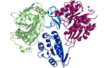 Structure of an enzyme complex essential for the metabolism of the bacterial wall of important pathogens