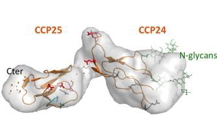 C1q and MBL opsonins use a common anchor site on the CR1 receptor