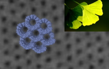 Nature of Ginkgo biloba opens doors to the nanoworld