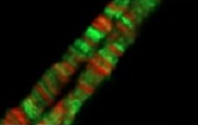 L'étude d'une protéine de mouche révèle un rôle non catalytique de l'ARN méthyl transférase PCIF1 dans l'expression des gènes