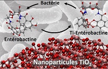Solubilisation des nanoparticules de TiO2 par un sidérophore bactérien