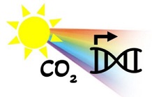 Nouvelles données concernant la régulation de la fixation du CO2 chez les microalgues