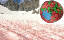 The life of the alga thriving in red snow sometimes called "blood snow"